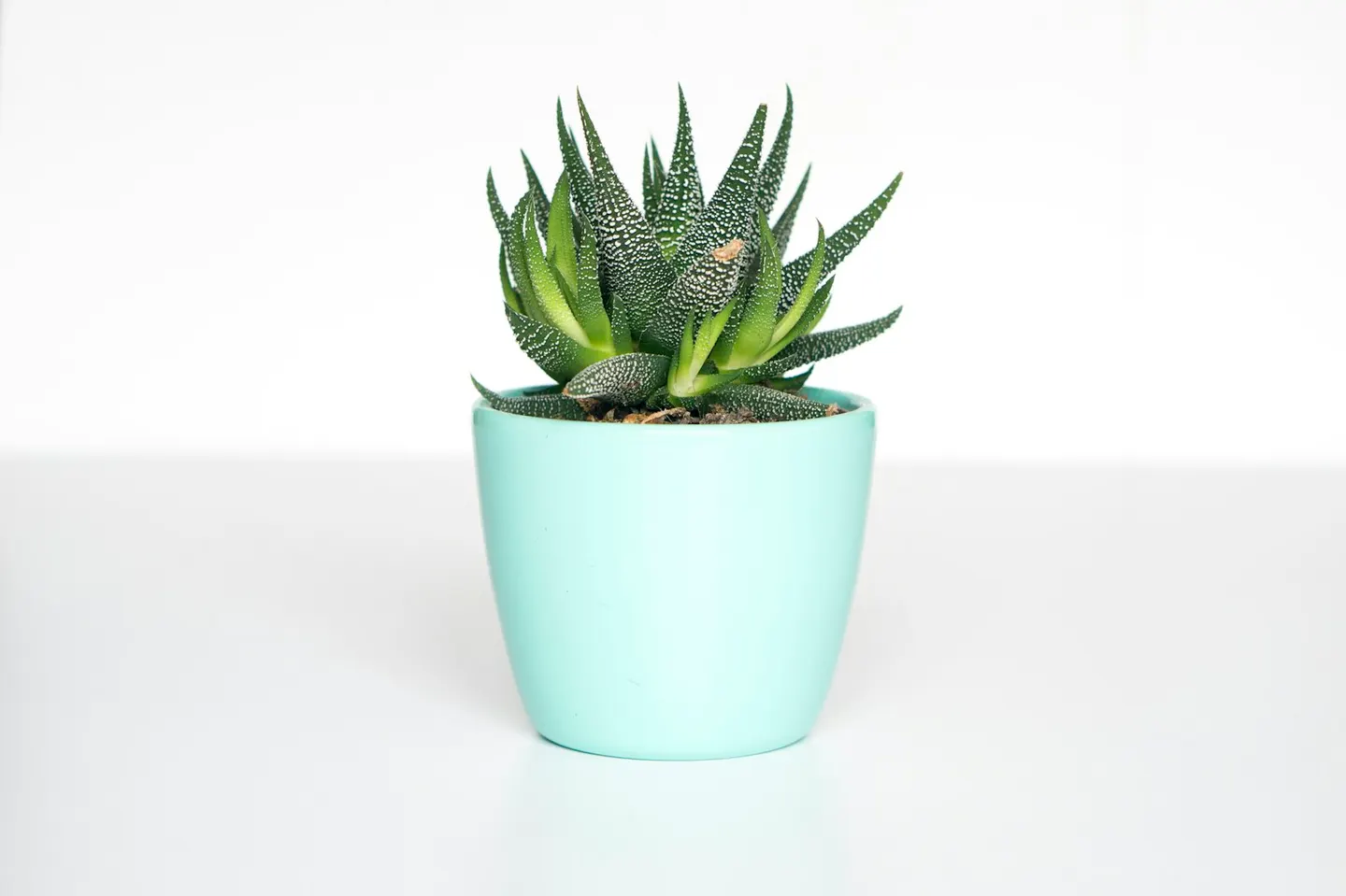 鉢植えの植物
